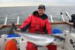 Lachs_17kg
